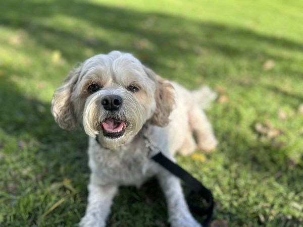 Found Poodle in San Diego, CA