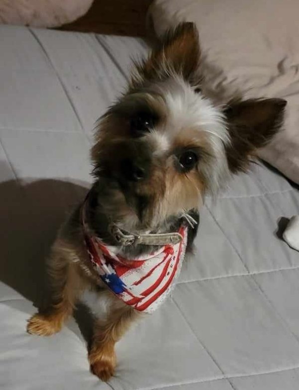Lost Yorkshire Terrier in Humble, Texas