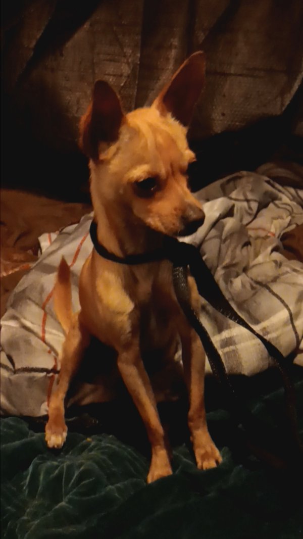 Lost Chihuahua in San Pablo, California