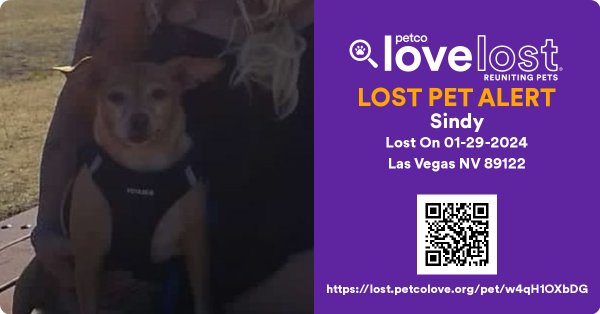 Lost Chihuahua in Las Vegas, Nevada