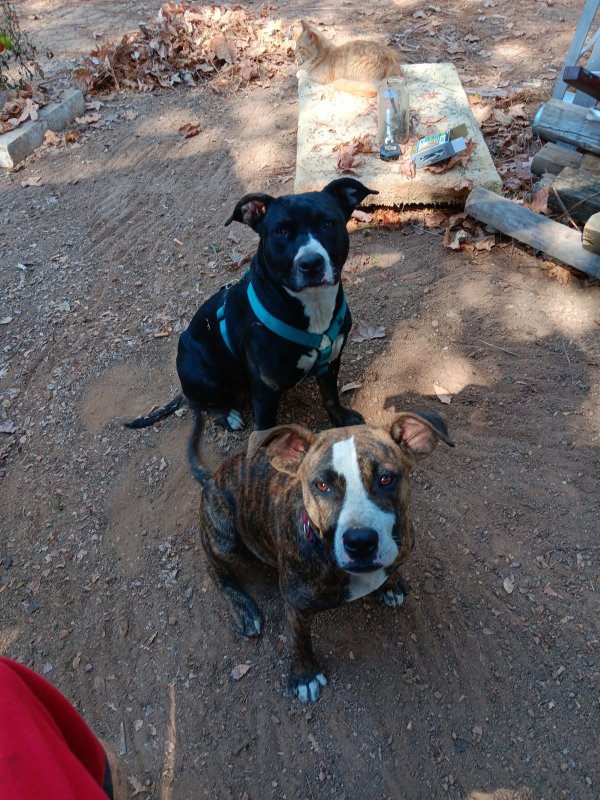 Lost American Staffordshire Terrier in Alabama