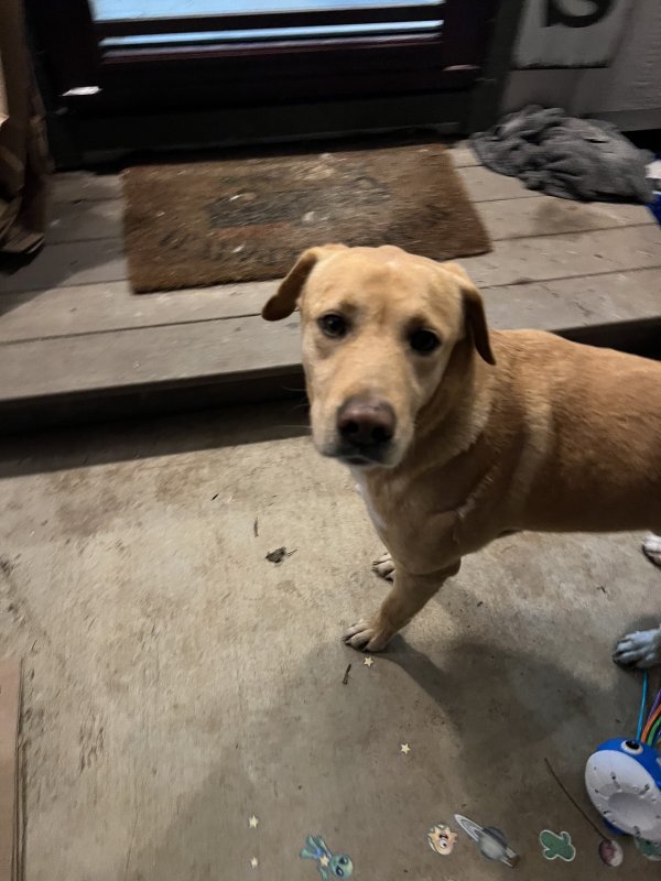 Found Labrador Retriever in Blum, Texas