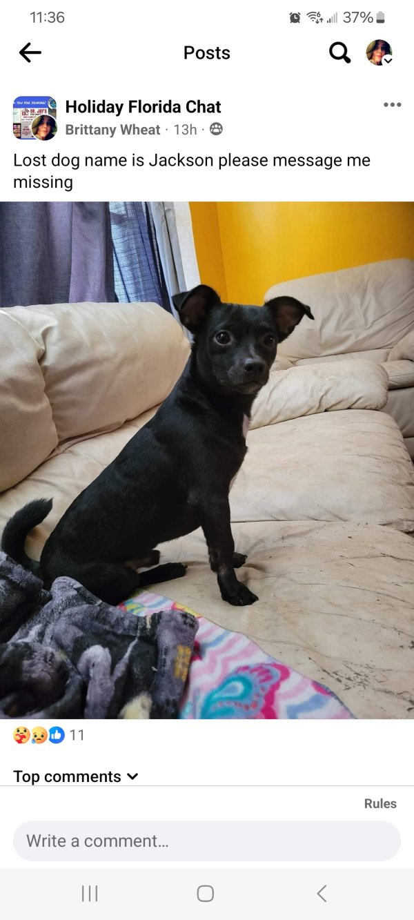 Lost Chihuahua in Holiday, Florida