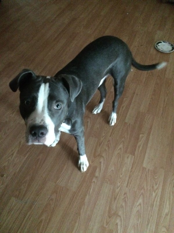 Lost Pit Bull in Winfield, MO