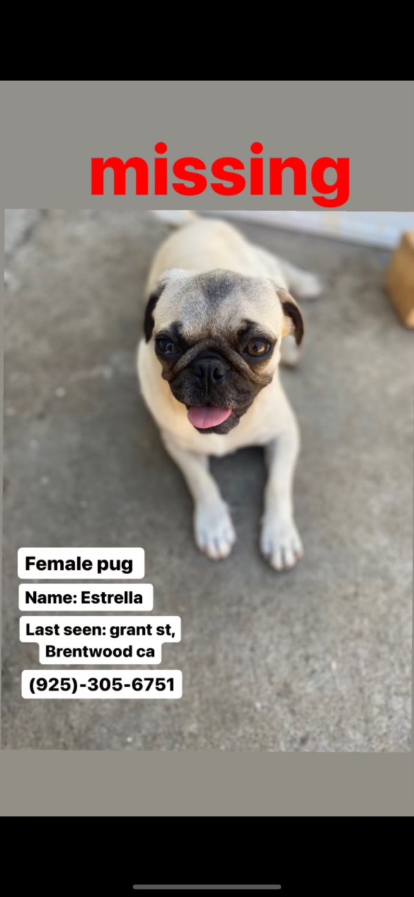 Lost Pug in Brentwood, CA