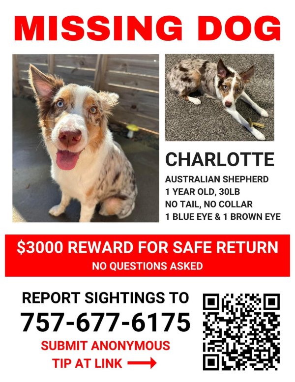 Lost Australian Shepherd in North Charleston, SC