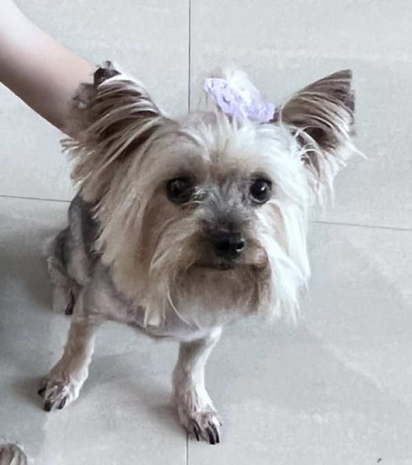 Lost Yorkshire Terrier 
