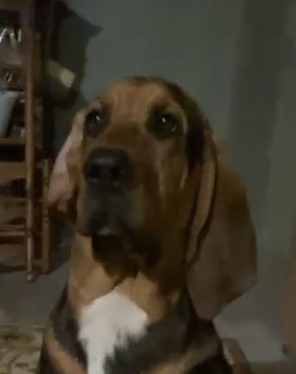 Found Bloodhound 
