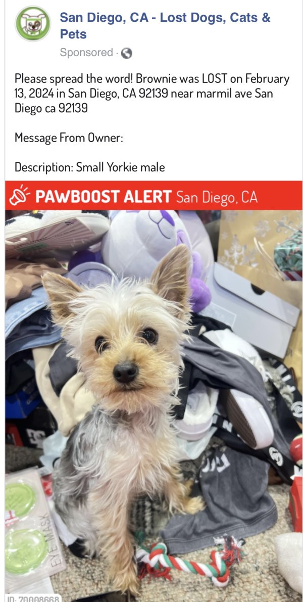 Lost Yorkshire Terrier in San Diego, California