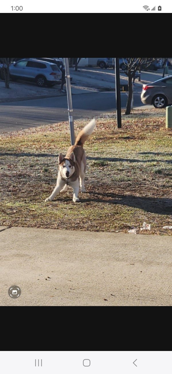 Found Dog in Cleveland, TN