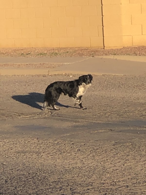 Found Border Collie in Tucson, AZ