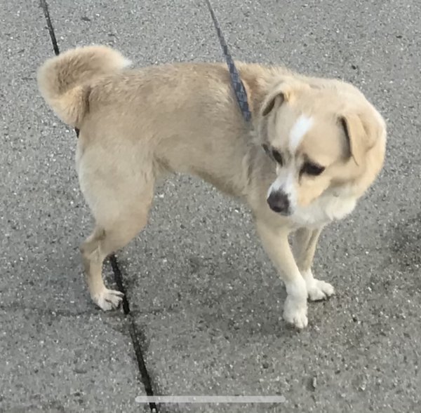 Lost Chihuahua in Corona, California