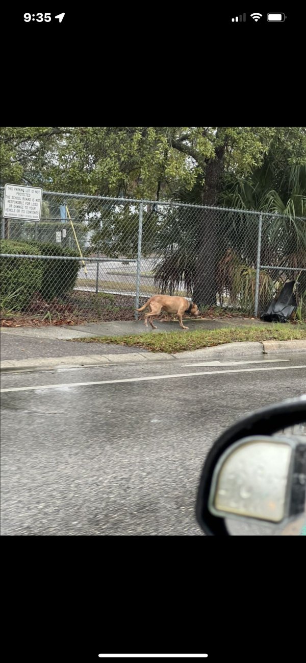 Found Dog in Tampa, FL