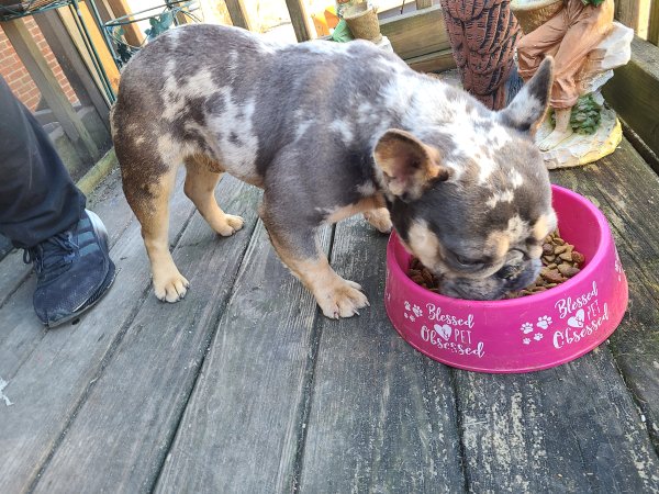 Found French Bulldog in Ooltewah, Tennessee