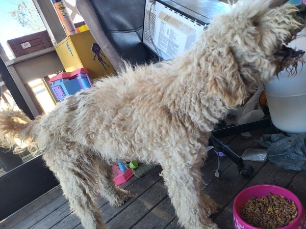 Found Shetland Sheepdog in Ooltewah, Tennessee
