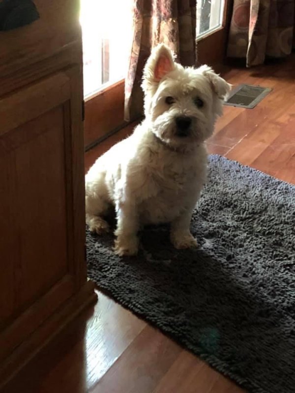 Lost West Highland White Terrier in Lebanon, IN