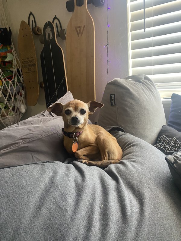 Lost Chihuahua in Saint Petersburg, FL