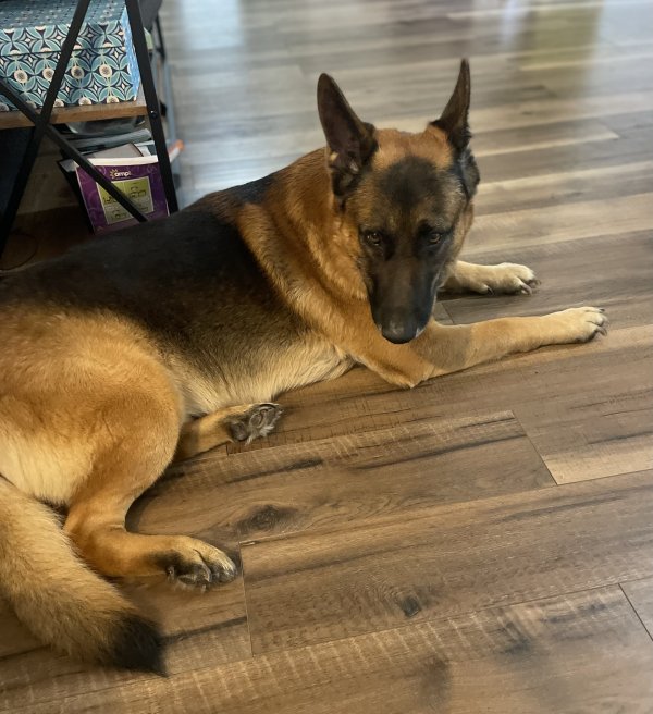 Found German Shepherd Dog in Houston, TX