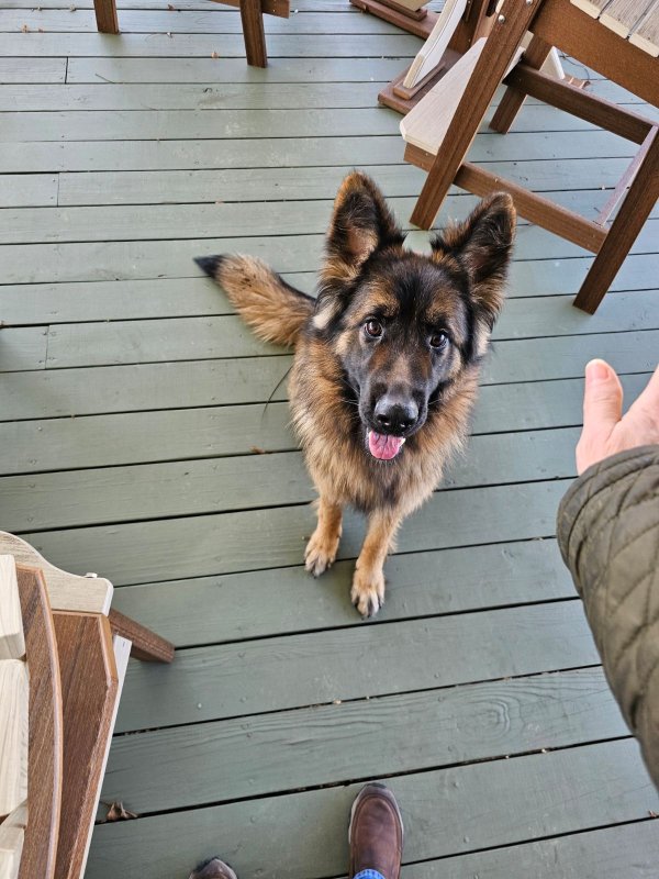 Found German Shepherd Dog in Arendtsville, PA