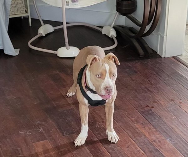 Lost American Staffordshire Terrier in Illinois