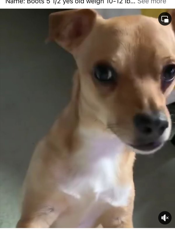 Lost Chihuahua in Stockton, California