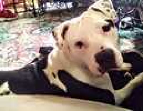 Lost American Staffordshire Terrier in Wisconsin