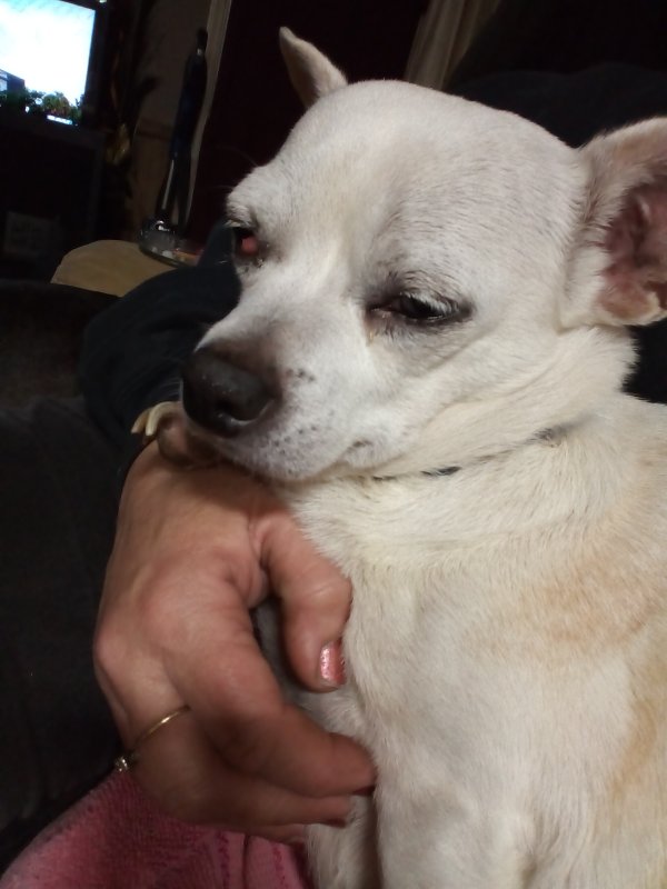 Found Chihuahua in Anderson, SC