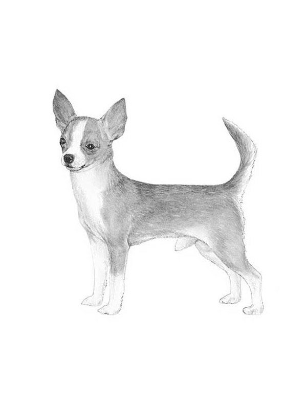 Lost Chihuahua in Fort Worth, Texas