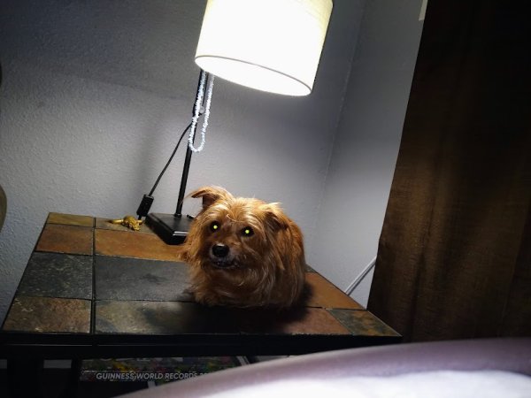 Lost Yorkshire Terrier in Mesquite, Texas