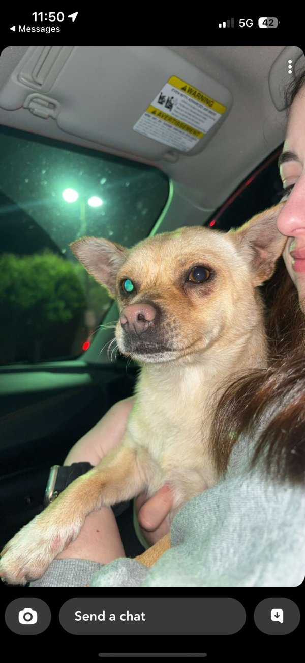 Found Chihuahua in Nipomo, CA