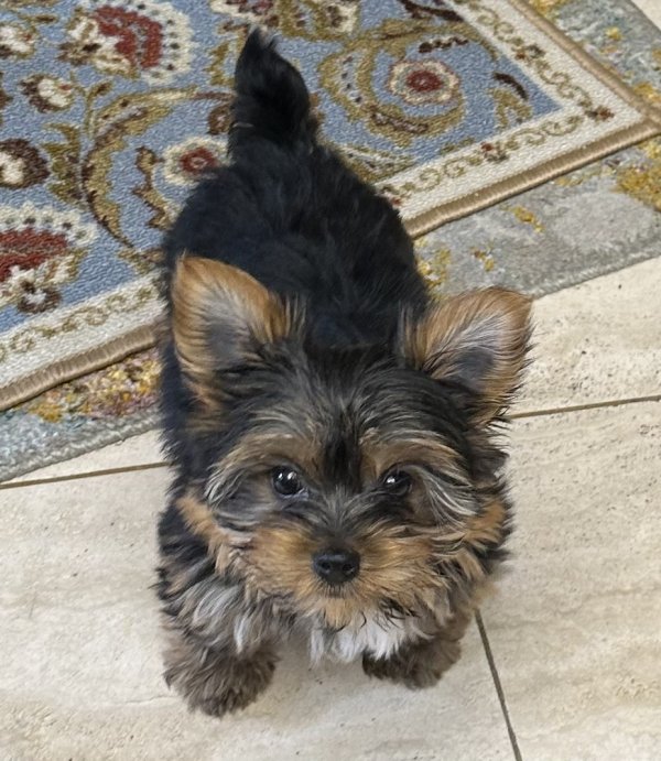 Lost Yorkshire Terrier in Clearwater, FL