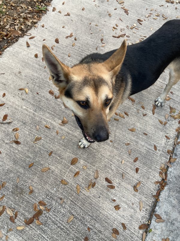 Found German Shepherd Dog in San Antonio, TX