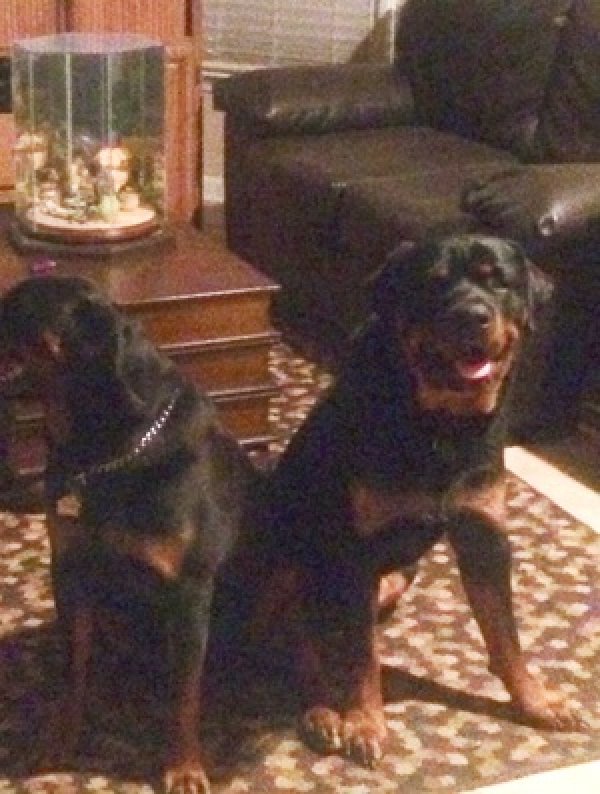 Lost Rottweiler in Tennessee