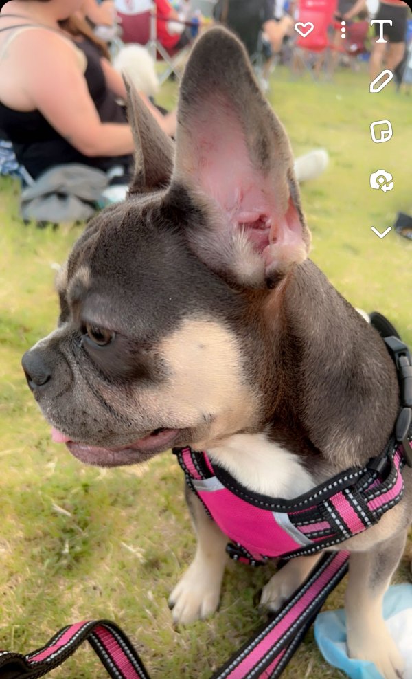 Lost French Bulldog in Lewisville, TX
