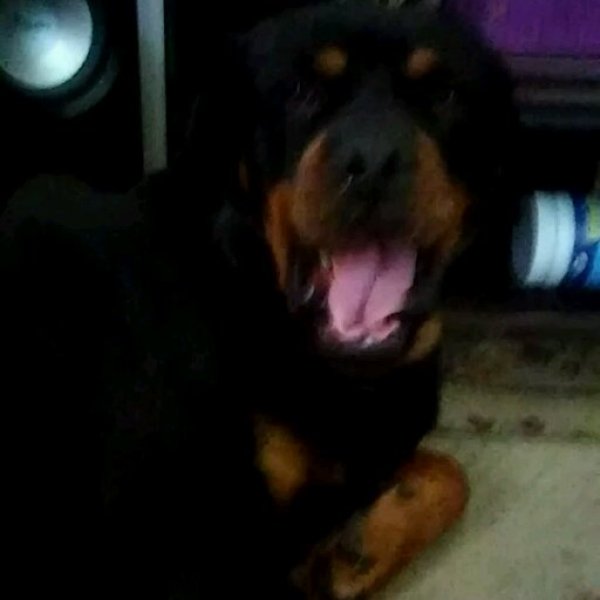 Lost Rottweiler in East Bend, NC