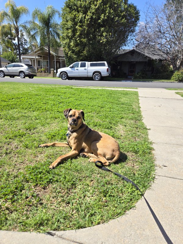 Lost Beagle in Monrovia, California