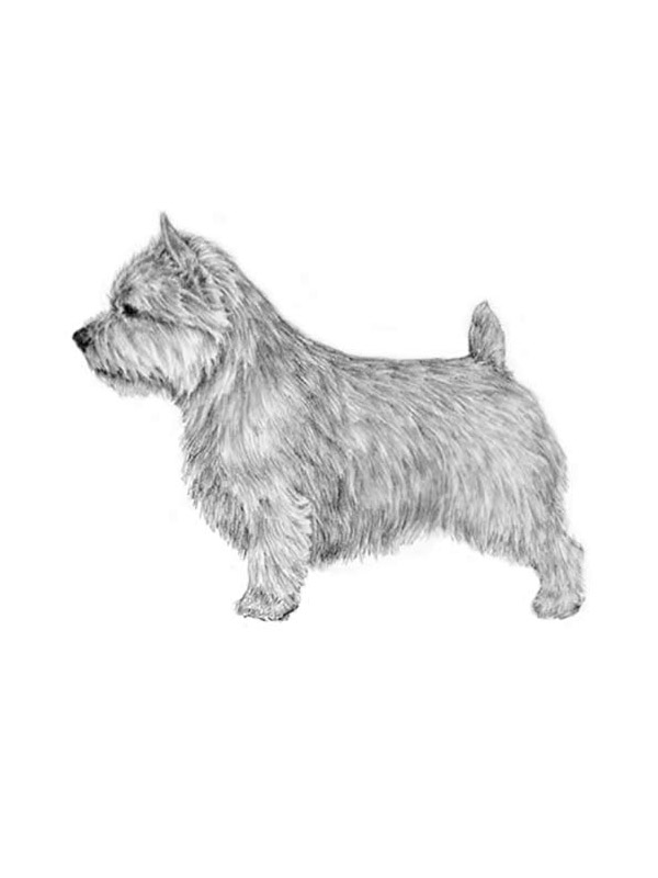 Lost Norwich Terrier in New Mexico