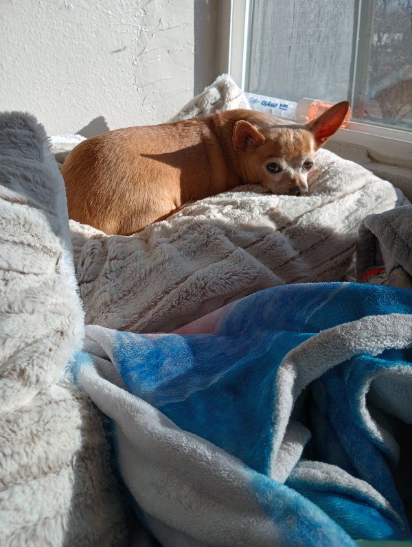 Lost Chihuahua in Denver, CO