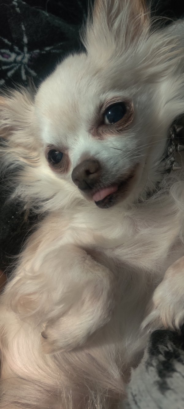 Lost Chihuahua in Chicago, Illinois