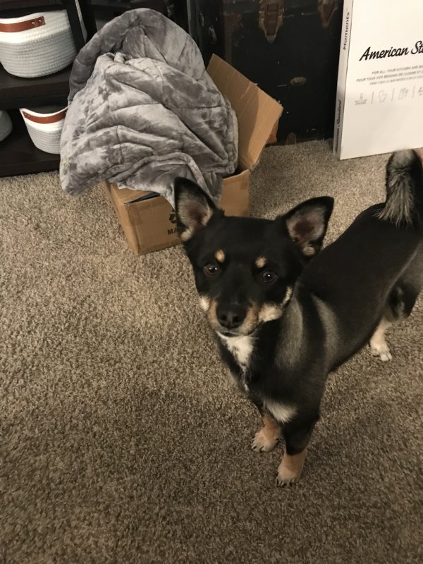 Found Chihuahua 