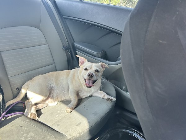 Lost Chihuahua in North Port, FL