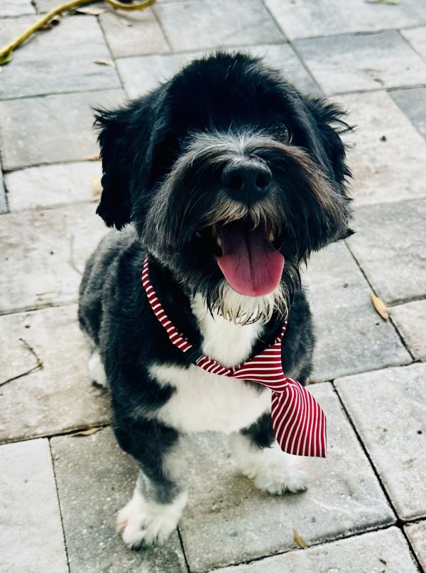 Lost Havanese in Tampa, Florida