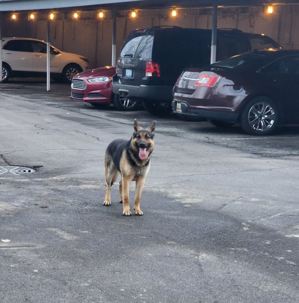 Found German Shepherd Dog in Dearborn Heights, MI