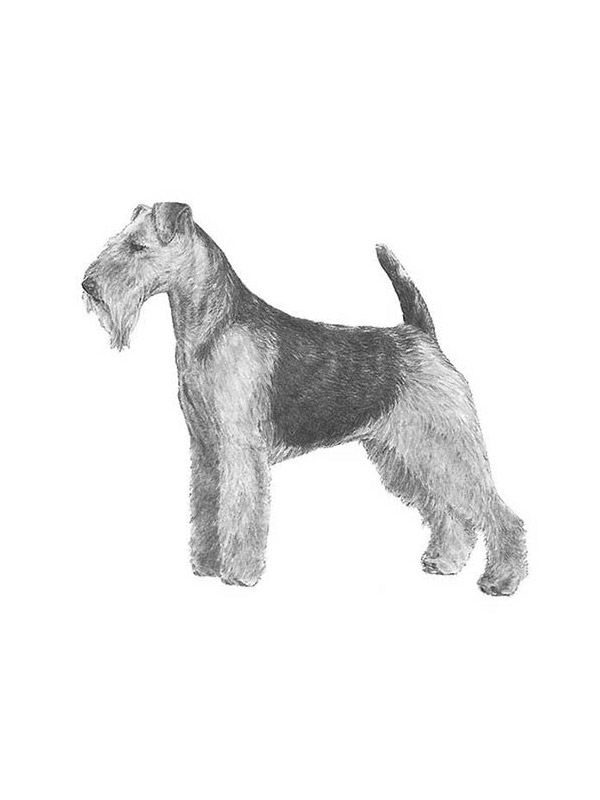 Lost Welsh Terrier in East Liverpool, OH