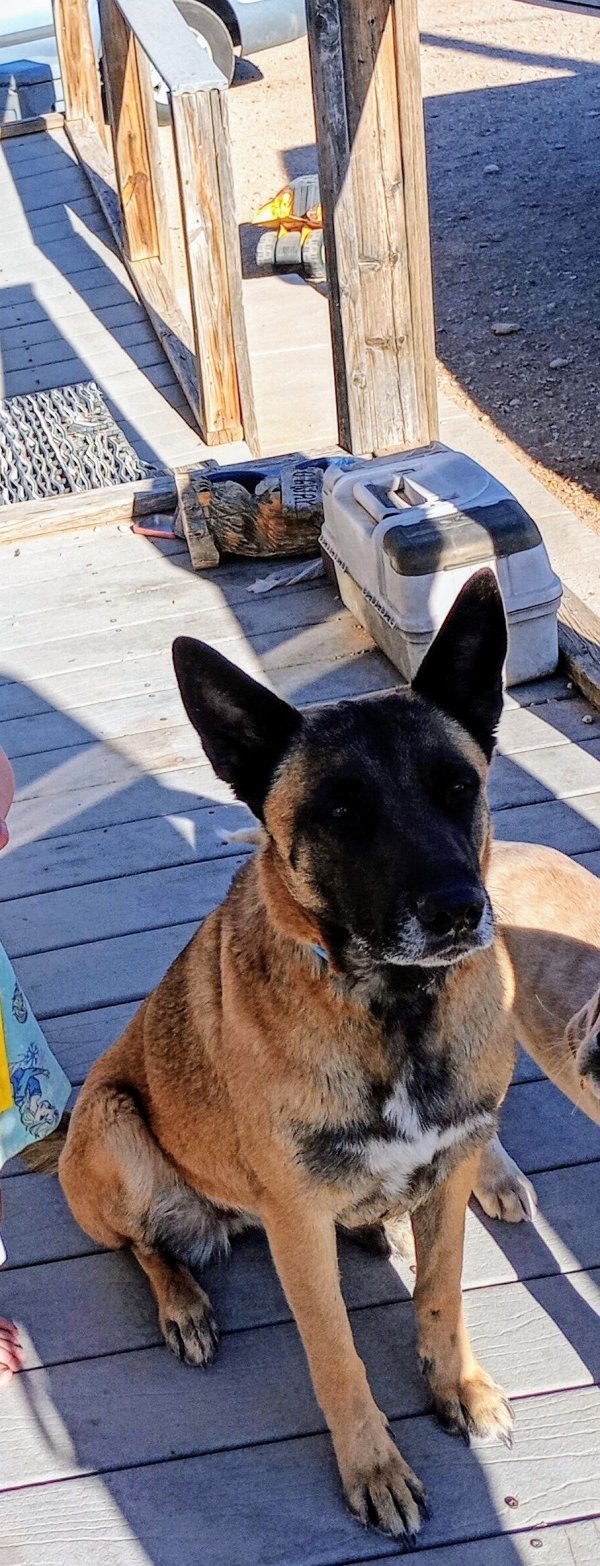 Lost Belgian Malinois in New Mexico