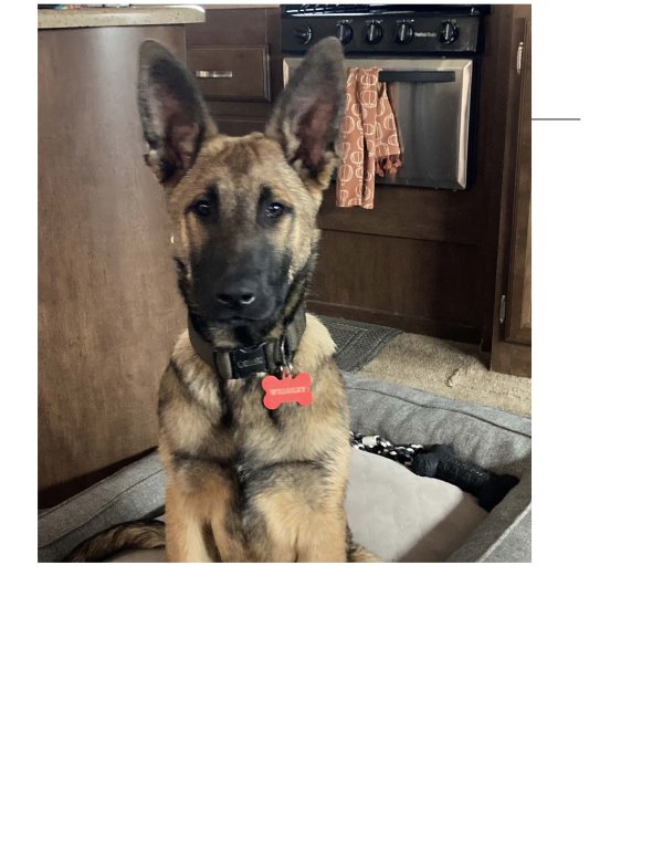 Stolen German Shepherd Dog in Ripon, CA