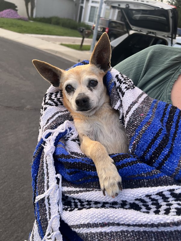 Found Chihuahua in California