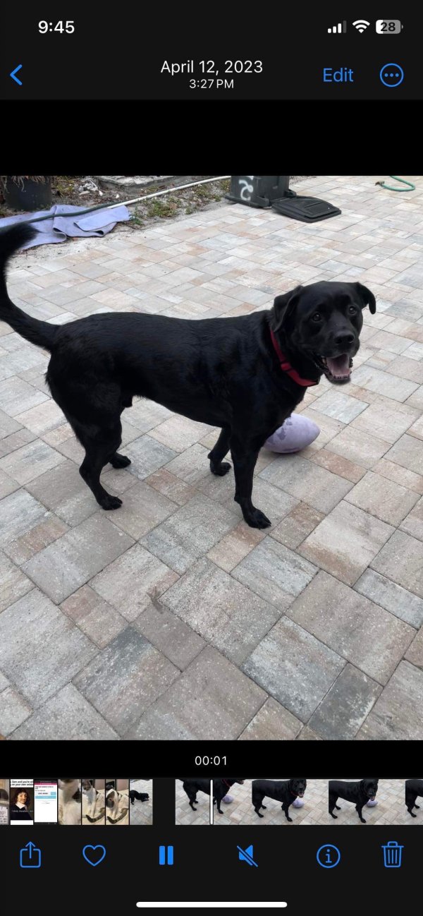 Lost Rottweiler in Sarasota, Florida