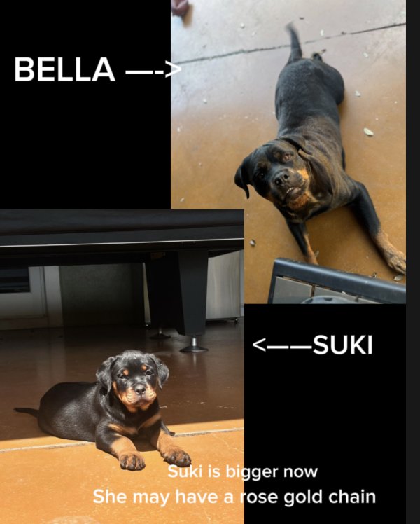 Lost Rottweiler in Florida
