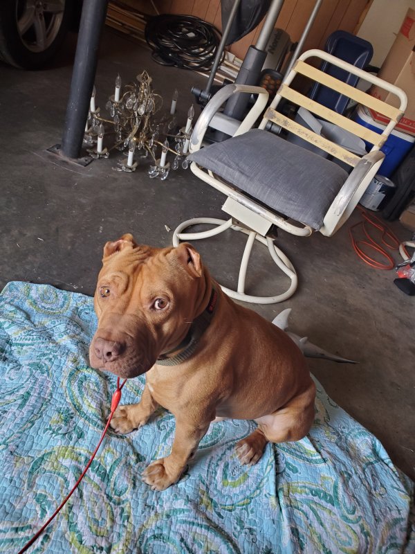 Lost Pit Bull in Chattanooga, Tennessee